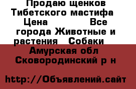 Продаю щенков Тибетского мастифа › Цена ­ 45 000 - Все города Животные и растения » Собаки   . Амурская обл.,Сковородинский р-н